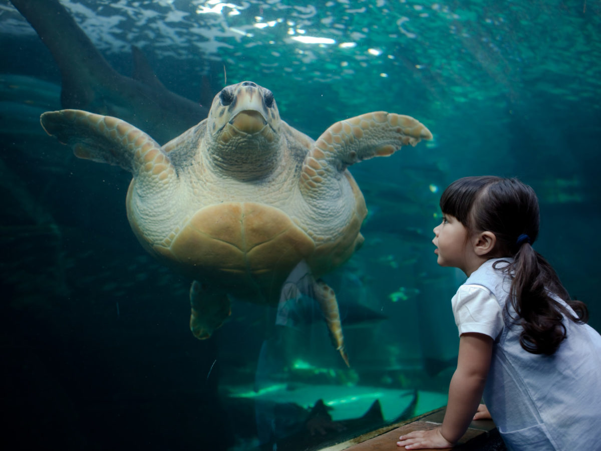The amazing story of a loggerhead turtle