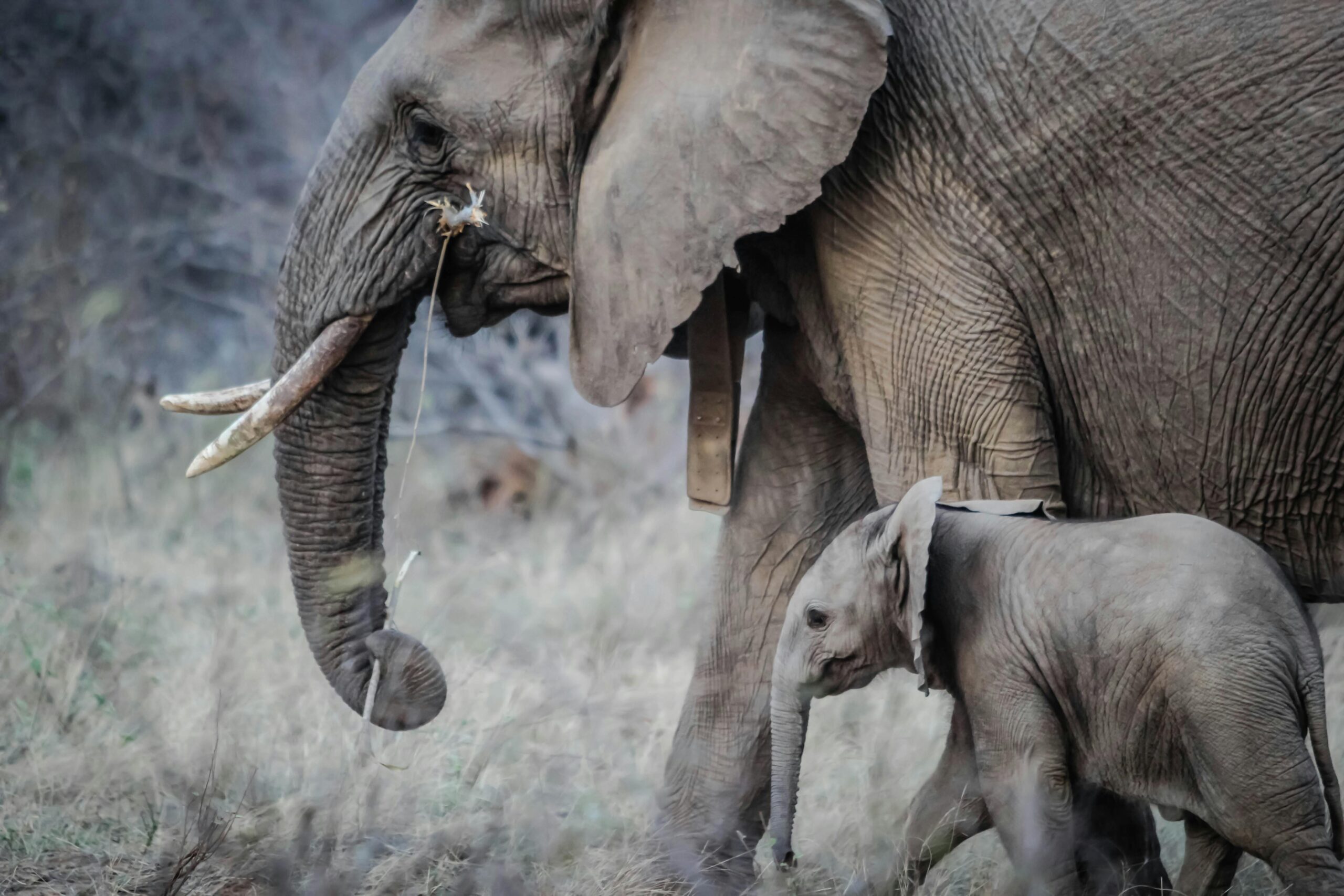 25 amazing facts about elephants