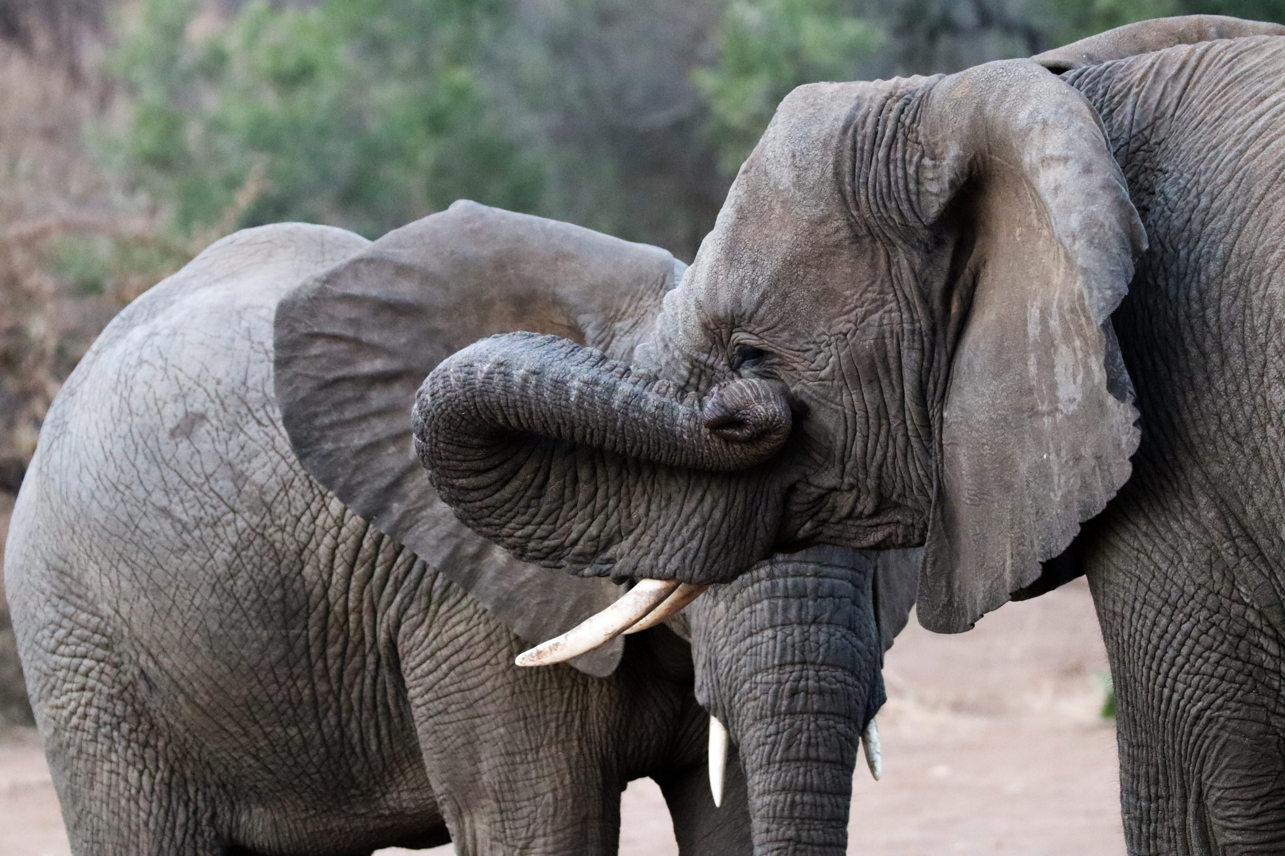 Help Protect African Elephants - Action Change