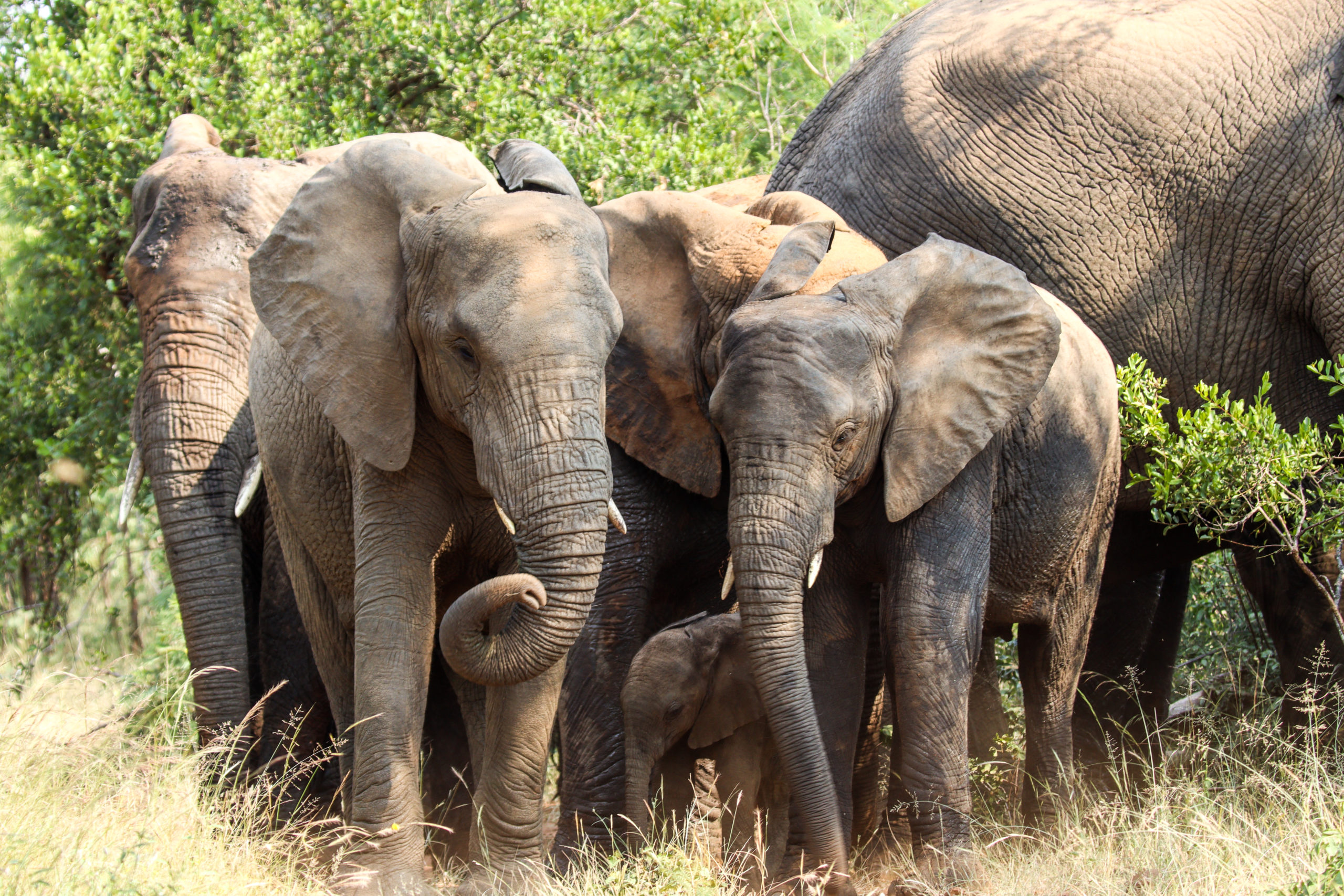 Protecting the African Elephants from Extinction - Action Change