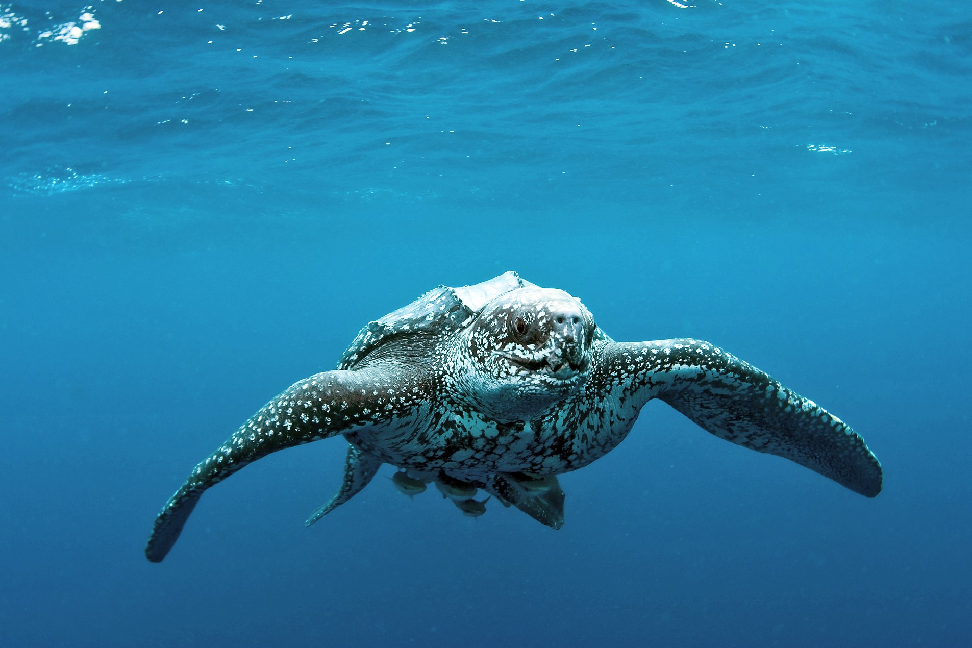yoshi turtle swimming in the ocean