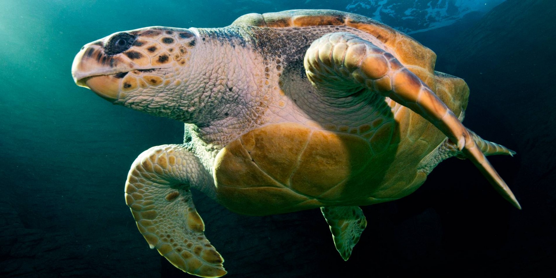 yoshi turtle south africa