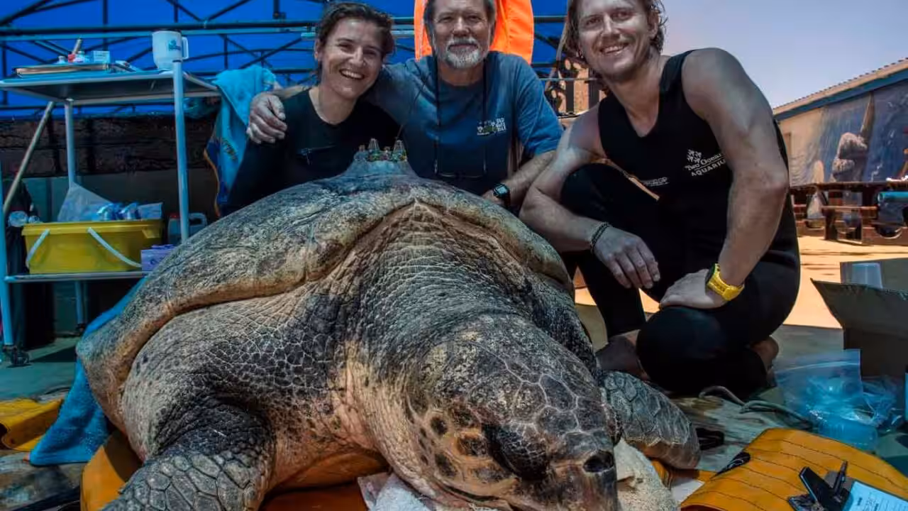 yoshi the sea turtle next to a few people
