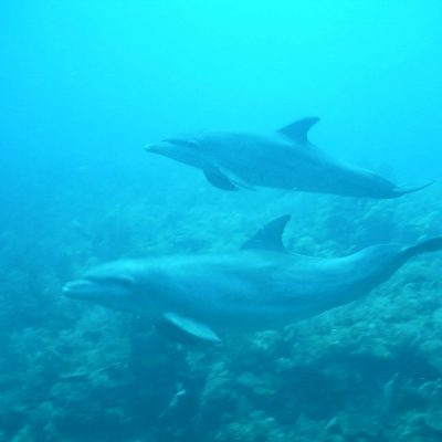 Mexico Dolphins