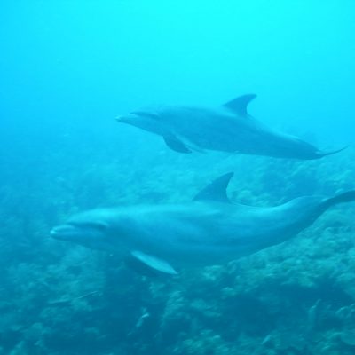 Marine Education