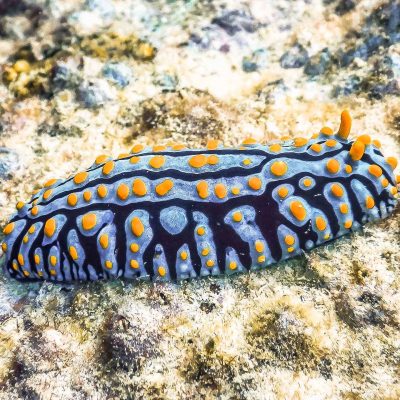 Seychelles