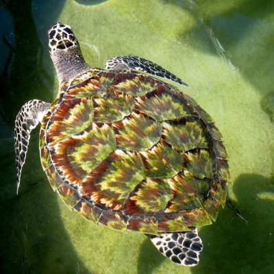 Turtle Rescue