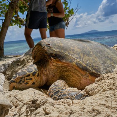 Seychelles Projects