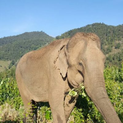 Khum Suk GVI Trust Thailand Elephant