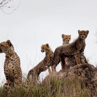 female-cheetah-and-cubs_2017 South Africa