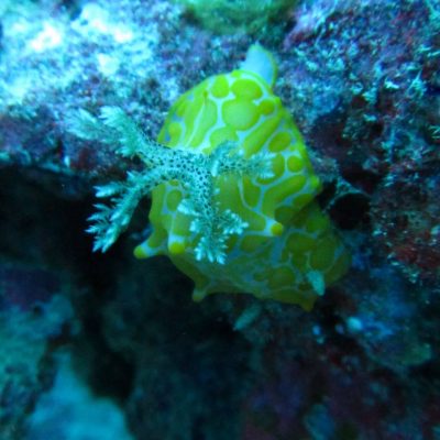 Marine Education
