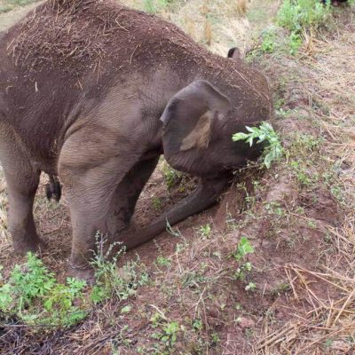 Jan 2017 LuLu Thailand Elephant Sponsored by GVI Trust