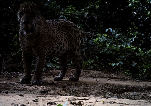 new-jaguar-partner