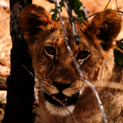Lion