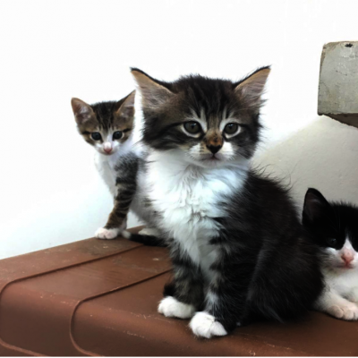 Kitten